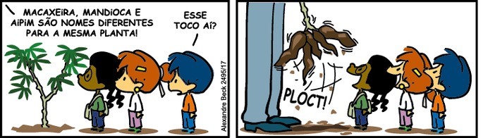 Todos vão para perto da planta, que ainda está na terra. O pai responde: Macaxeira, mandioca e aipim são nomes diferentes para a mesma planta! Armandinho pergunta: Esse toco aí? Em seguida, o pai arranca a planta da terra e aparecem cinco raízes grandes. Armandinho e seus companheiros fazem uma expressão de admiração, alegria e surpresa.