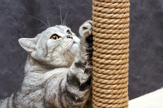 Gato brincando no arranhador.