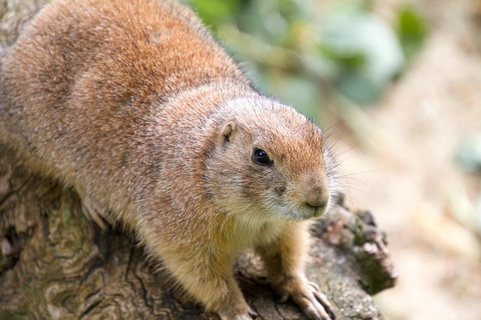 Um pequeno animal com um grande número de pequenos objetos em cima dele.