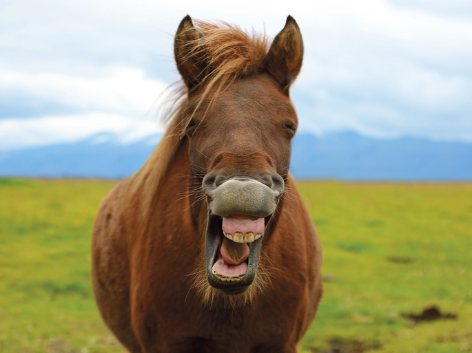 Cavalo com expressão engraçada, como se estivesse reclamando de algo.