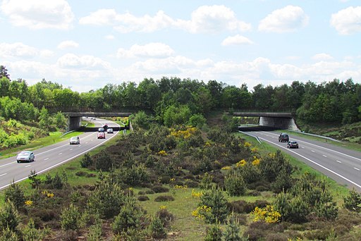 Imagem de uma ponte coberta por árvores e vegetação sobre duas rodovias paralelas, ligando as duas extremidades destas rodovias.