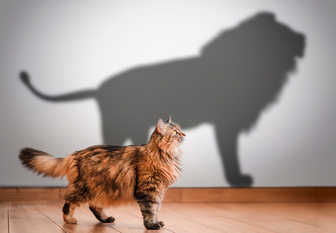 Gato com sombra de leão