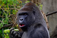 Macacos me mordam: significado da expressão