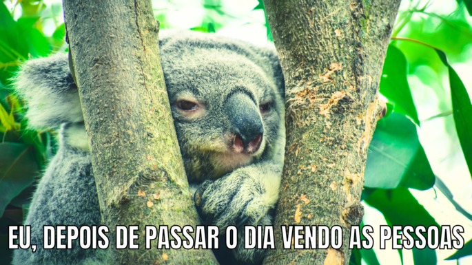 Meme com coala a dizer: Eu, depois de passar o dia vendo as pessoas.