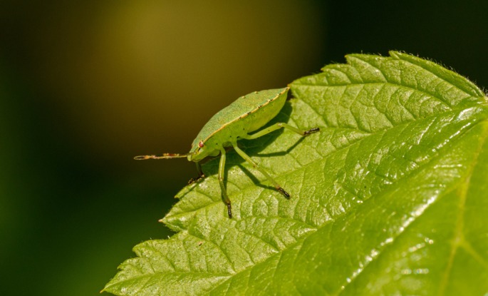 Mimetismo entre inseto e folha