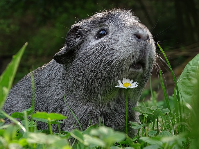 Pin de Mundo Animal em A - Z  Capivara desenho, Capivara, Mamíferos