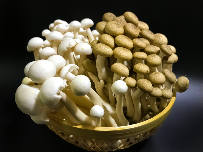 vários cogumelos shiitakes (marrom e branco) dentro de uma cesta de plástico amarela, com fundo negro;