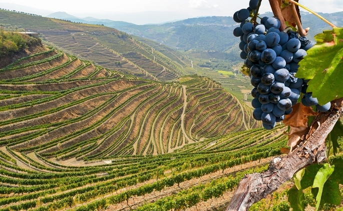 Uva Touriga Nacional, de coloração negra-azul, plantada em uma região vinícola entre vales.